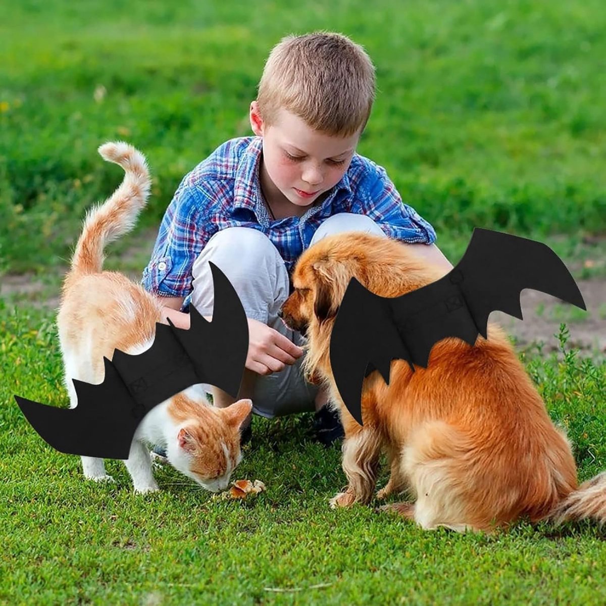 Halloween Bat Wings & Pumpkin Bells Pet Costume - M — product image 4 of 5