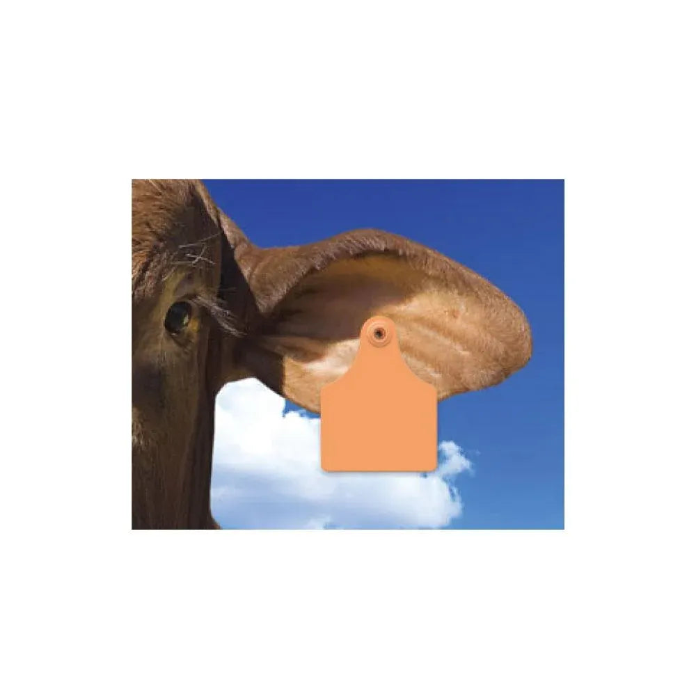 100x Cattle Ear Tags 7x10cm Set - Large Orange Blank Cow Sheep Livestock Label — product image 5 of 5