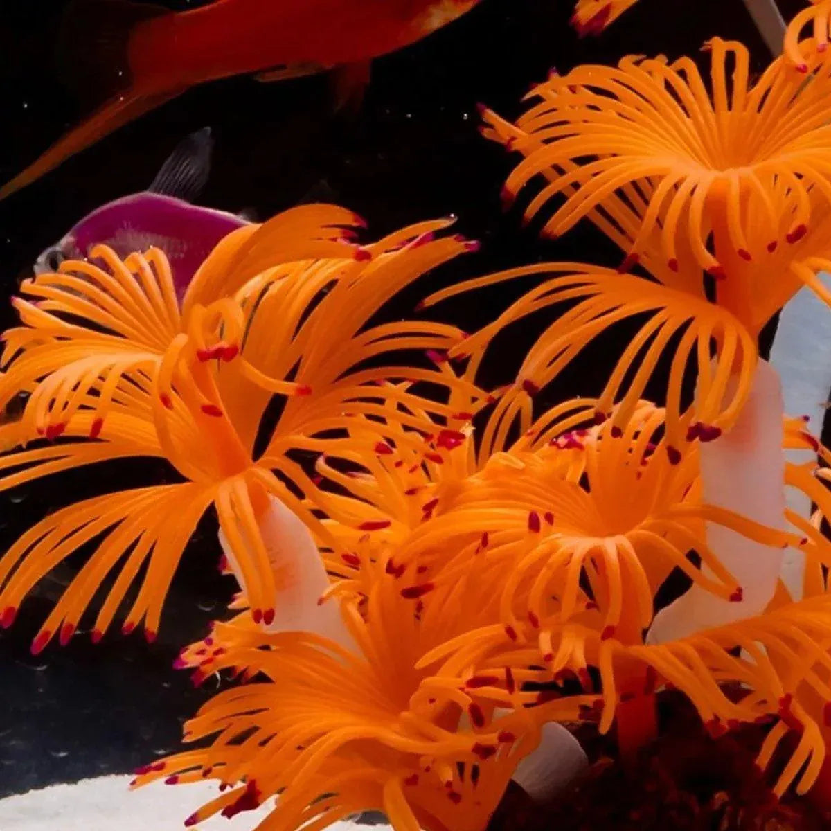 Soft Silicone Artificial Coral Aquarium Ornament - Orange, 14 cm