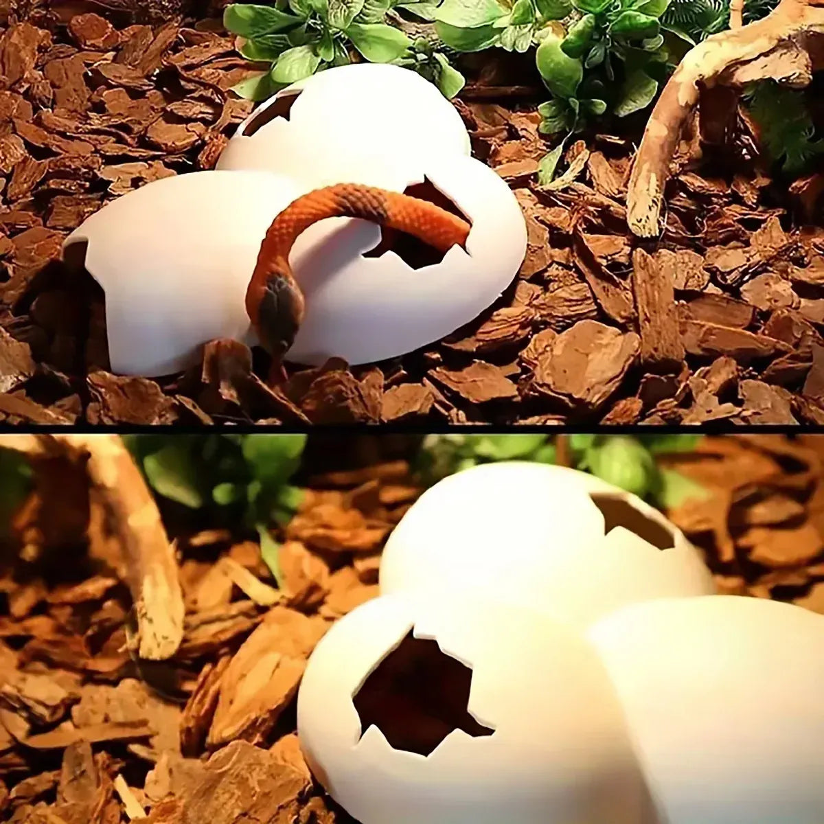 Reptile Eggshell Habitat Hides, Two-Piece Set