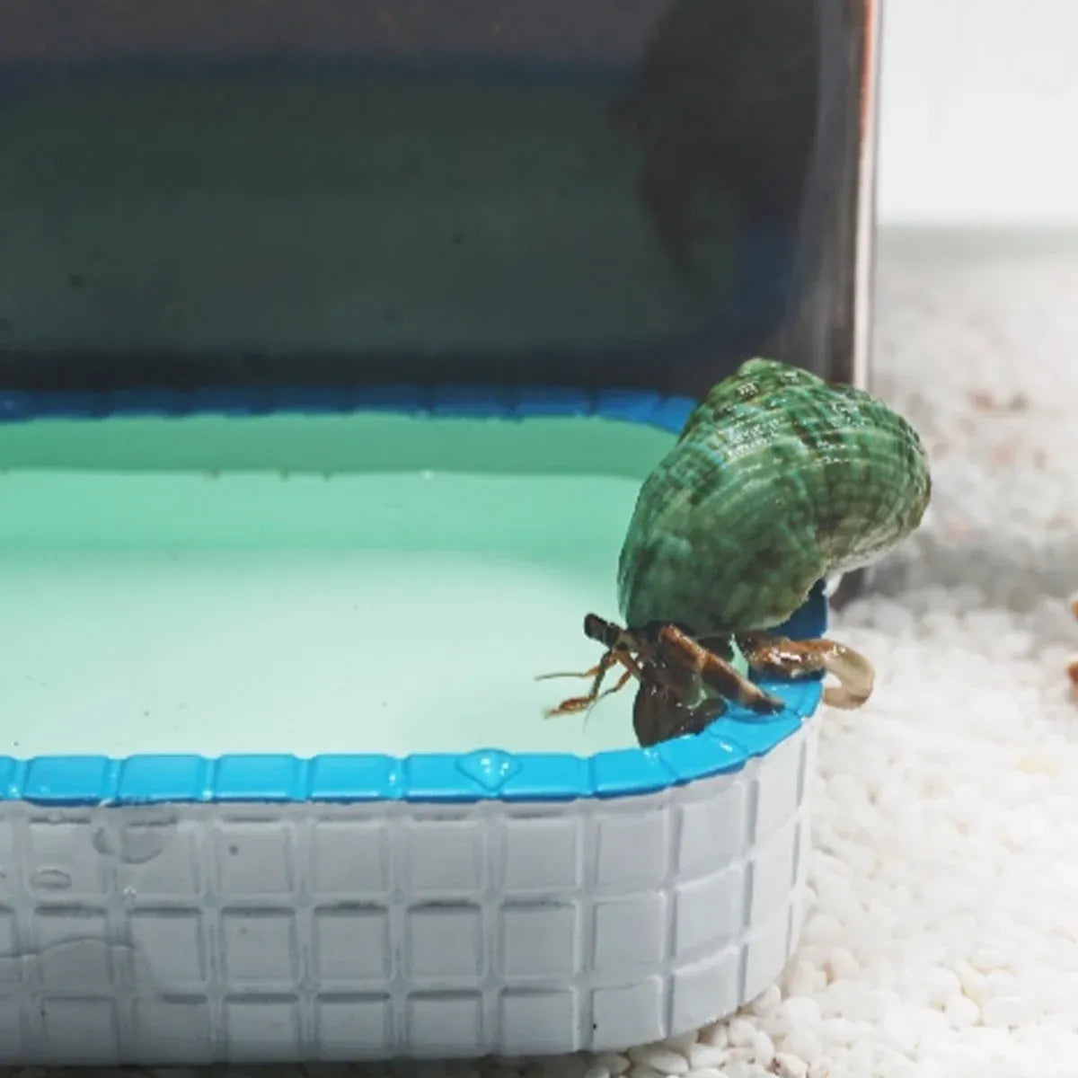 Small Animal & Bird Feeding Bowl with Non-Slip Base
