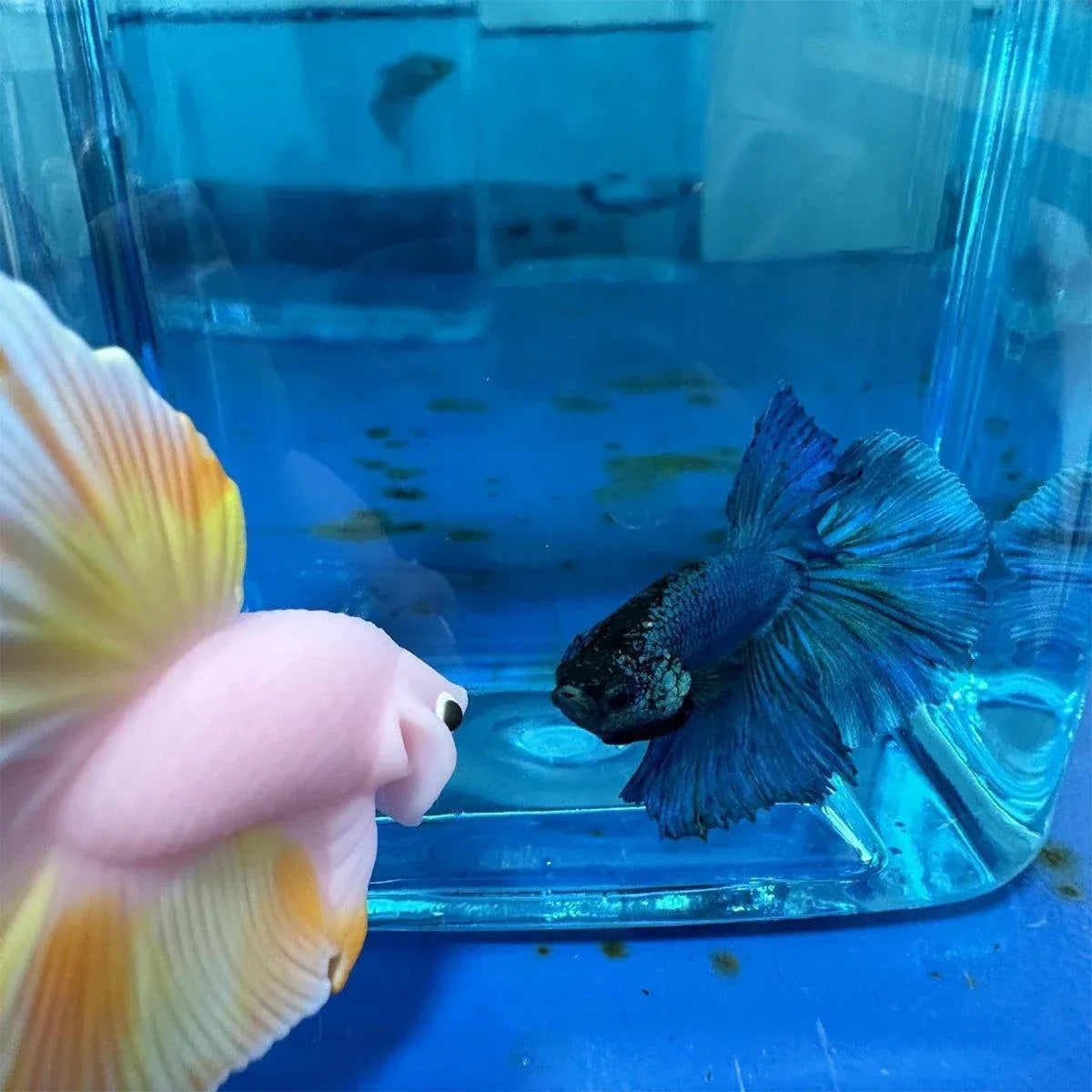 Handheld Fish-Shaped Aquarium Teaser Stick - Colourful