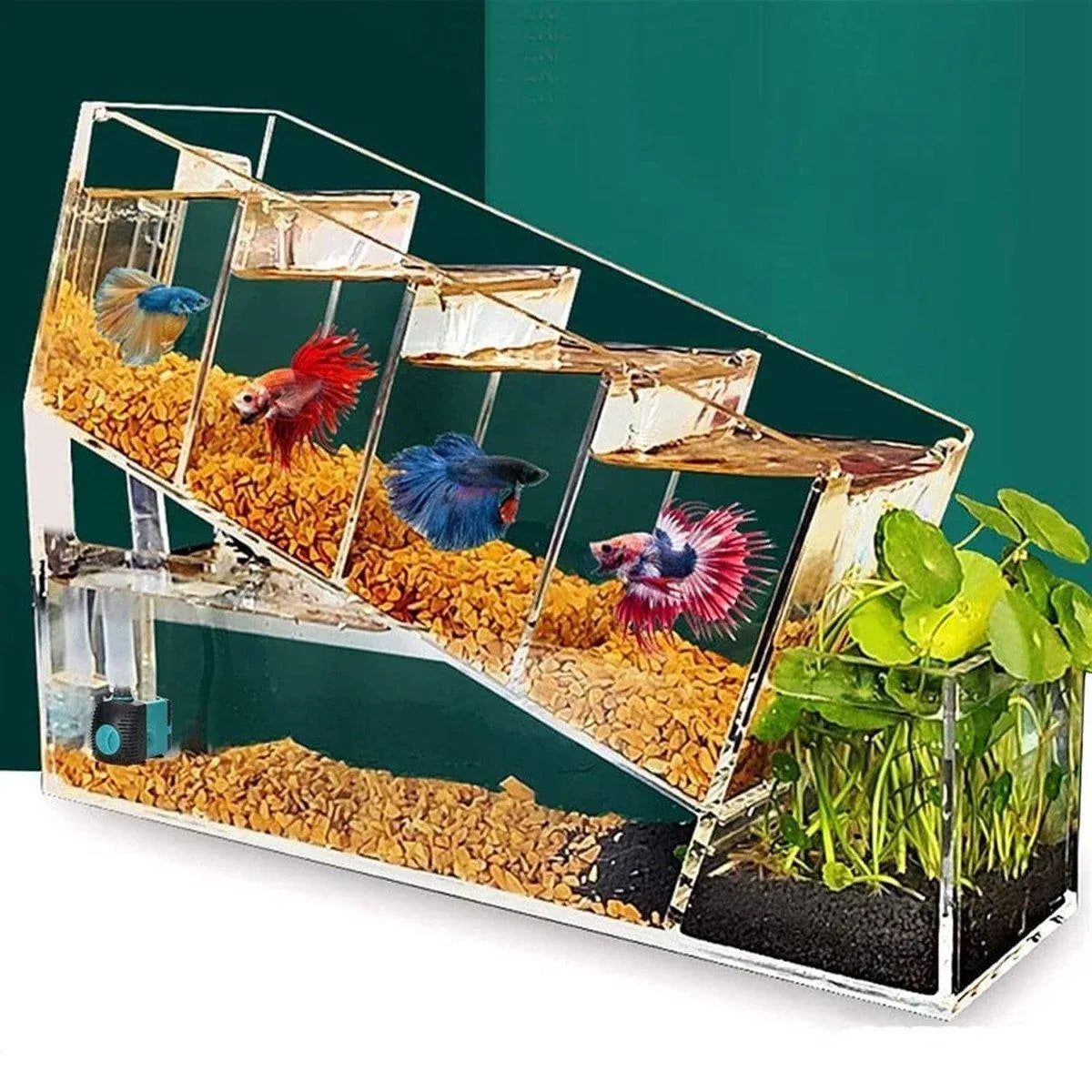 Desktop Acrylic Multi-Compartment Aquarium with 2.5 W Pump - 38 cm