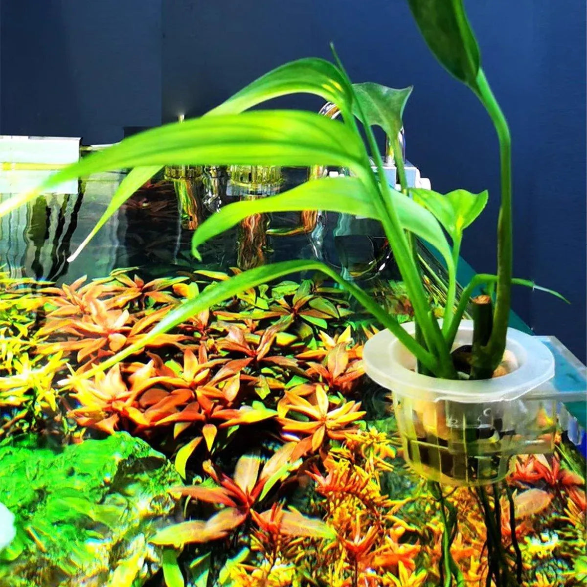 Adjustable Wall-Mounted Aquarium Plant Holder Cup - product photo 4 of 14