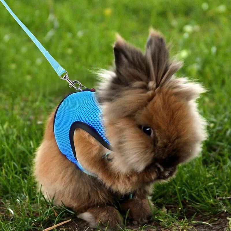 Mesh Rabbit Walking Harness & Lead - Red, Medium