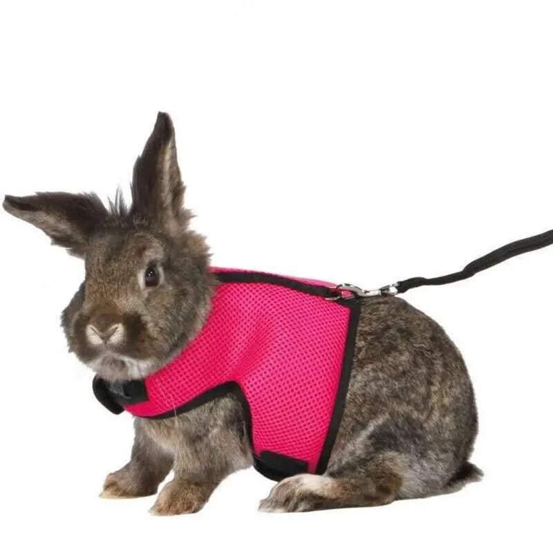 Mesh Small Animal Harness & Lead - Medium, Blue