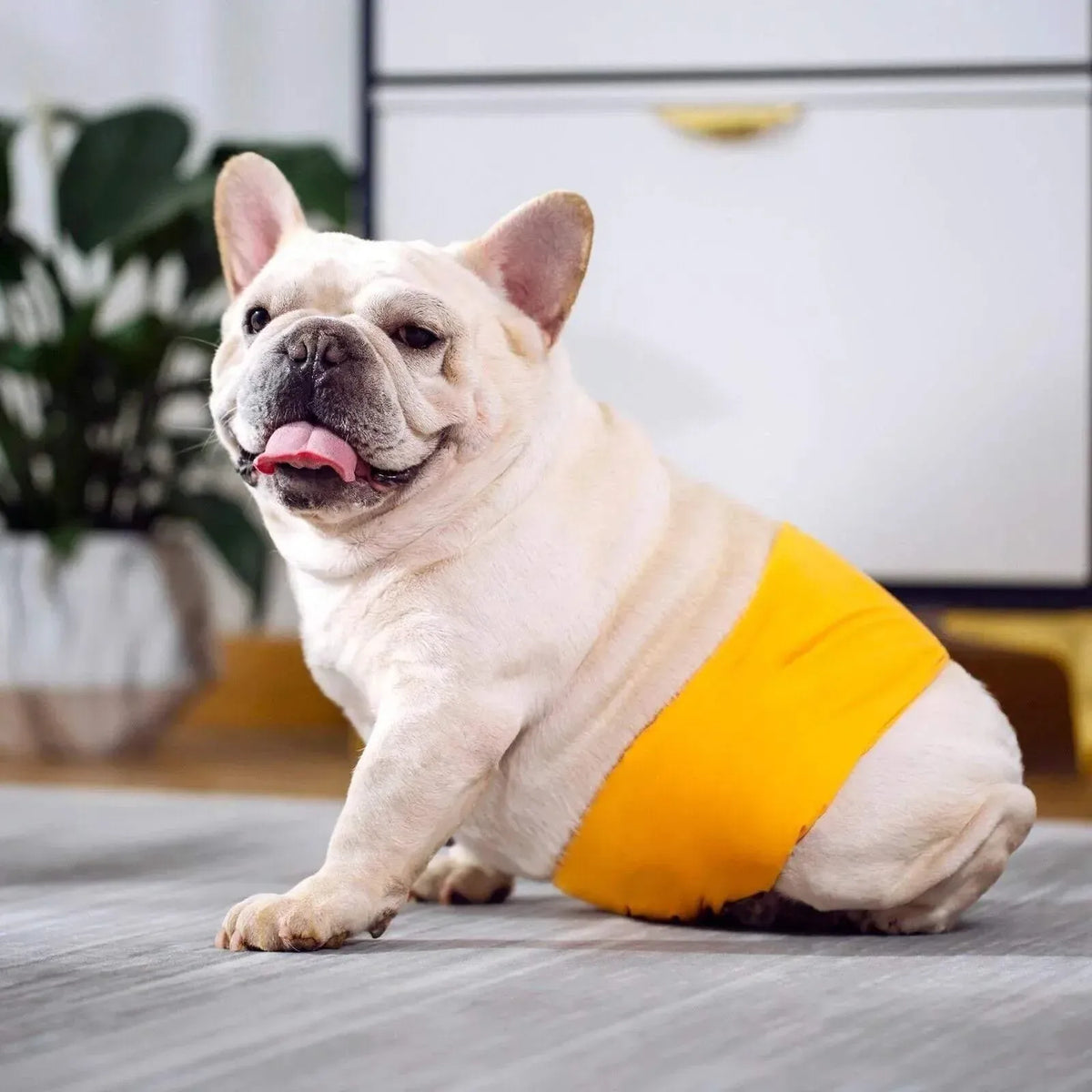 Washable Male Dog Belly Band Nappy Wrap - Small, Grey, Waist 32–41 cm
