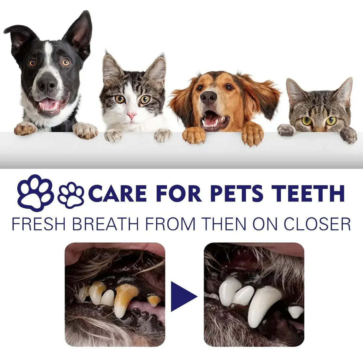 Pet Enzyme Toothpaste for Dogs & Cats - Peppermint, 50 g
