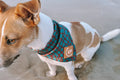Explore with Paws Croc Skin Neoprene Dog Bandana – Large