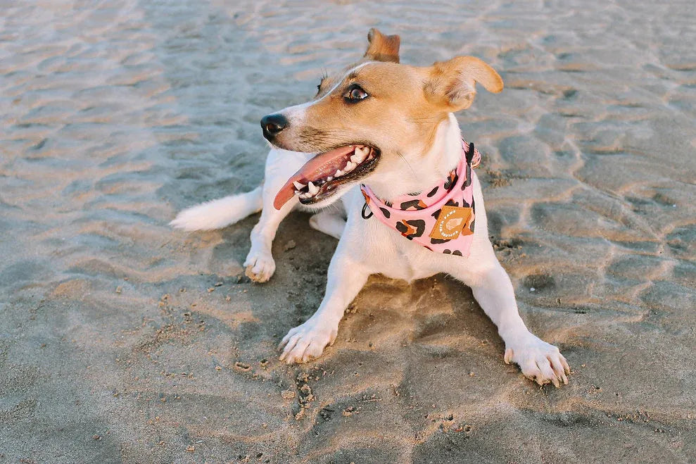 Explore with Paws Pink Leopard Neoprene Dog Bandana – Large