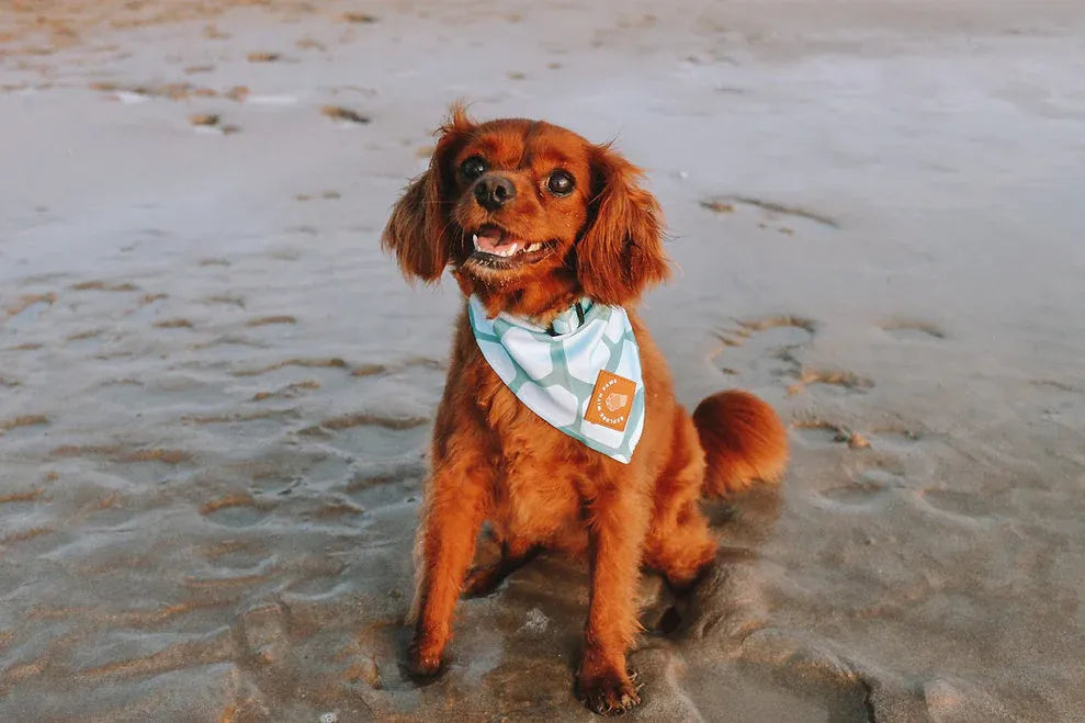 Explore with Paws Turtle Shell Neoprene Dog Bandana – Large