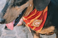 Explore with Paws Tiger Stripes Neoprene Dog Bandana – Medium