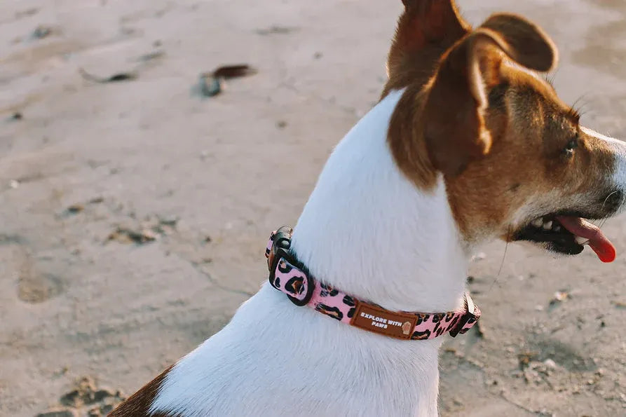 Explore with Paws Pink Leopard Padded Dog Collar - Large, 41–66 cm