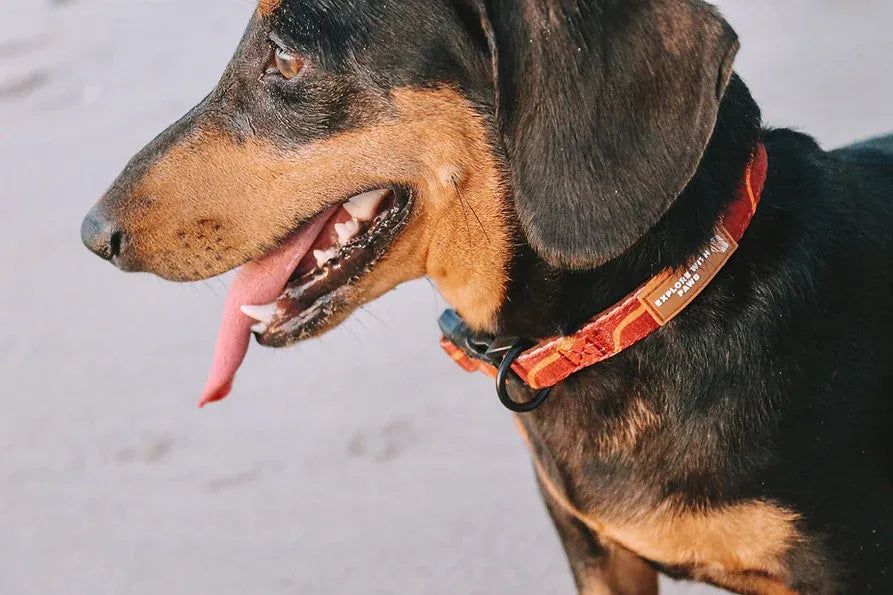 Explore with Paws Tiger Stripes Padded Dog Collar - Large, 41–66 cm