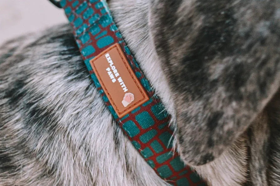 Explore with Paws Croc Skin Padded Dog Collar - Medium, 33–51 cm