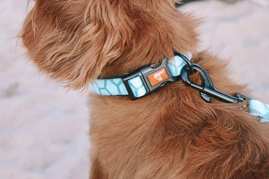 Explore with Paws Turtle Shell Padded Dog Collar - Medium, 33–51 cm