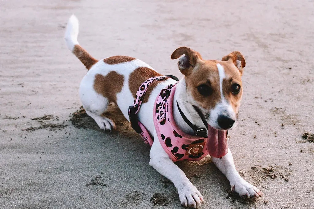 Explore with Paws Pink Leopard Neoprene Dog Harness - Small