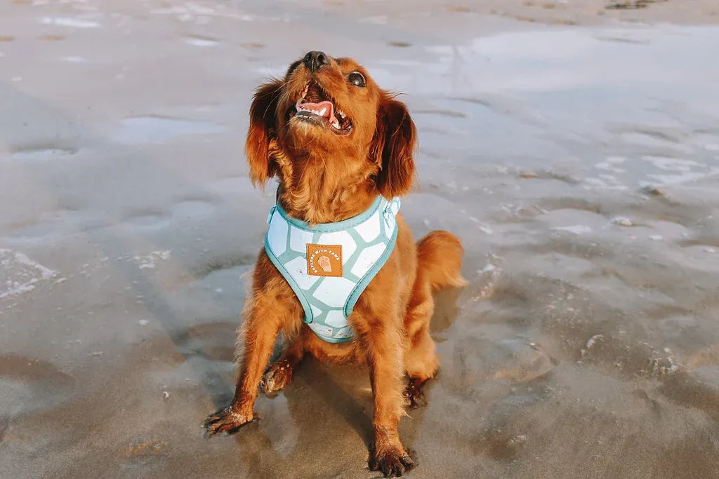 Explore with Paws Turtle Shell Neoprene Dog Harness - Small