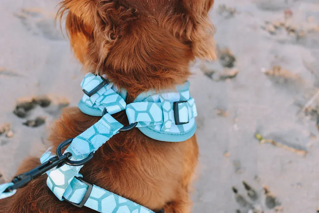 Explore with Paws Turtle Shell Neoprene Dog Harness - XS