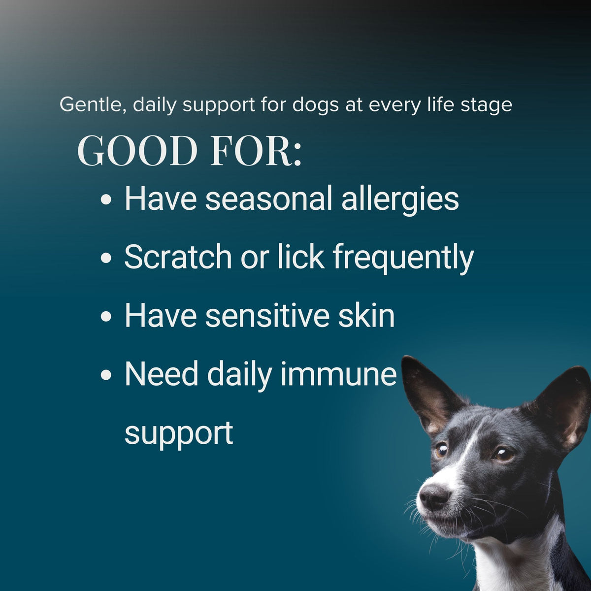 Quercetin with Bromelain for Dogs – Skin Allergy & Itch Support